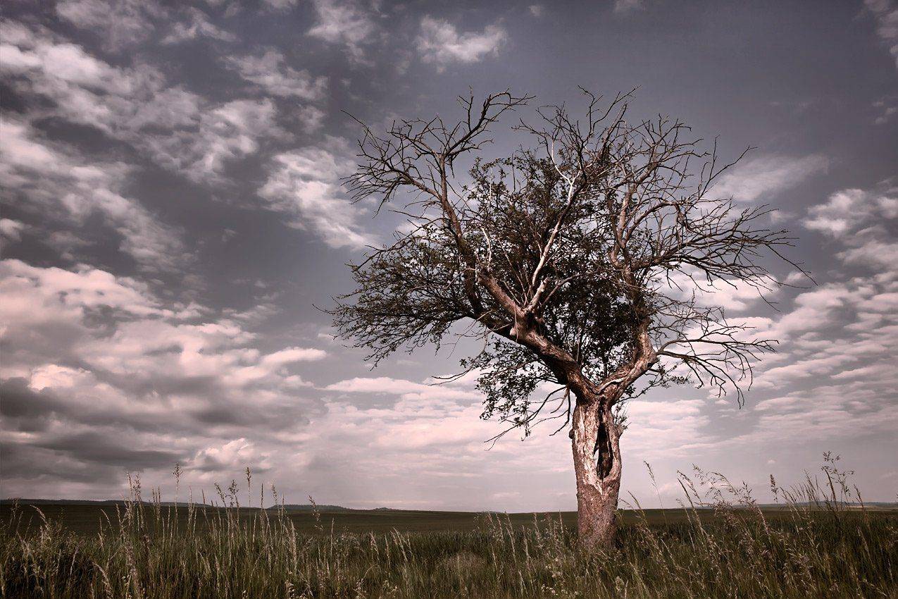 , Игорь Дубровский