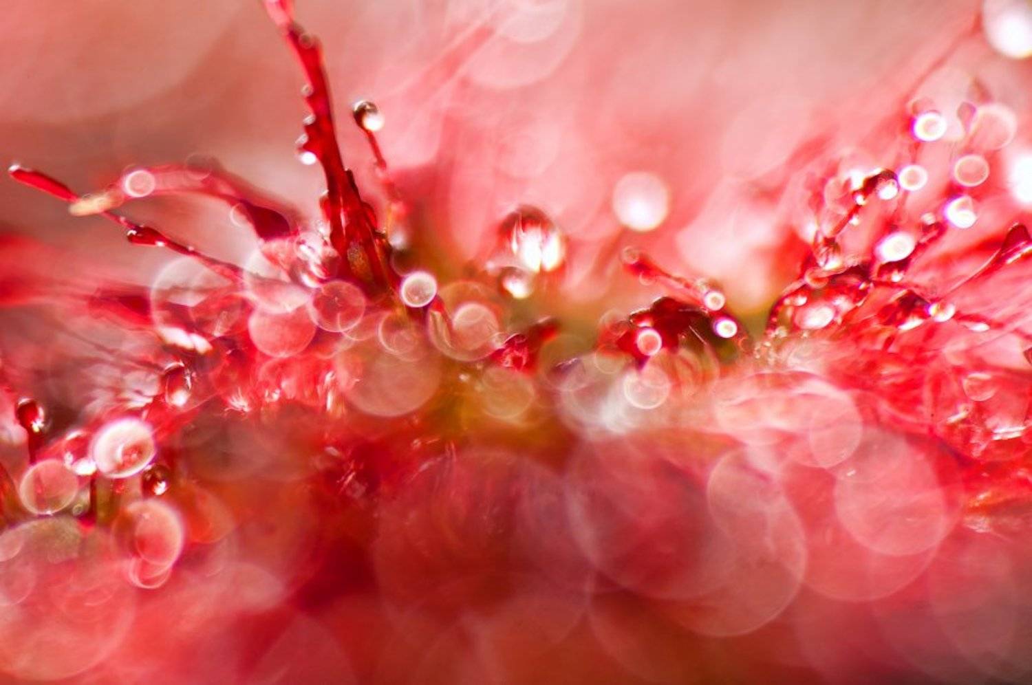 макро, росянка, цветы, природа, wildlife, Илья Гомыранов