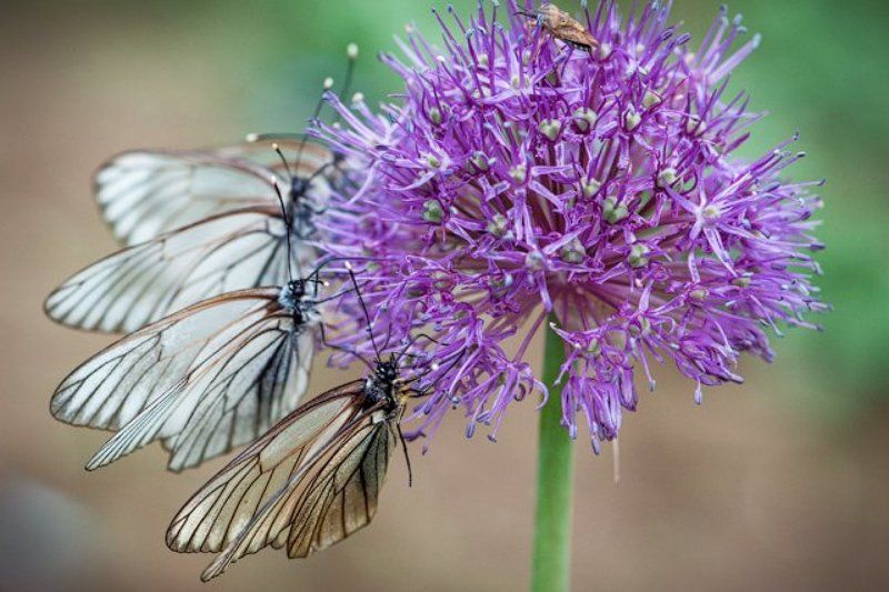 насекомые, бабочки, макро Нашествие бабочек фото превью