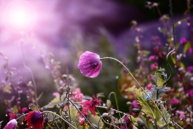 лето....ах лето.... фото превью