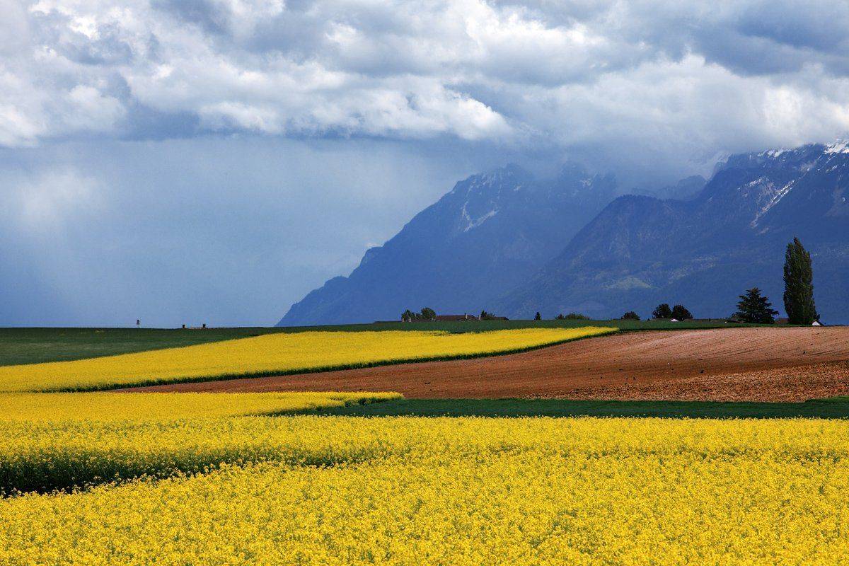 swiss, Матвеев Николай