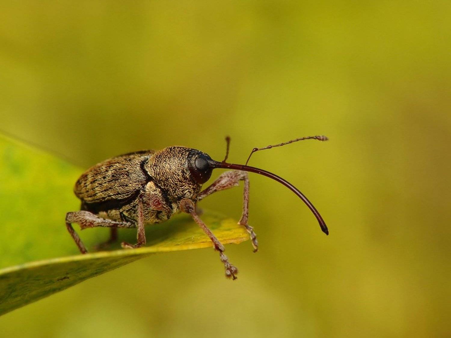 macro, insects,, Pawel Bieniewski