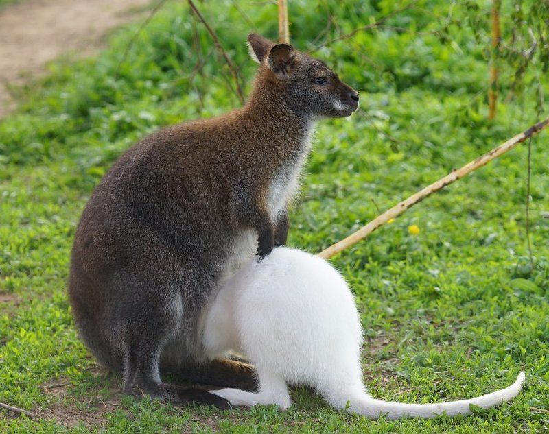 Влезу - не влезу ? фото превью