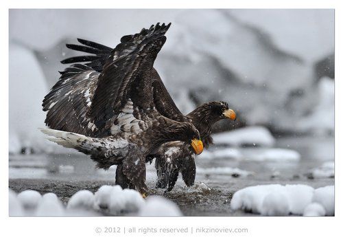Рыбалка орланов на реке Этамынк