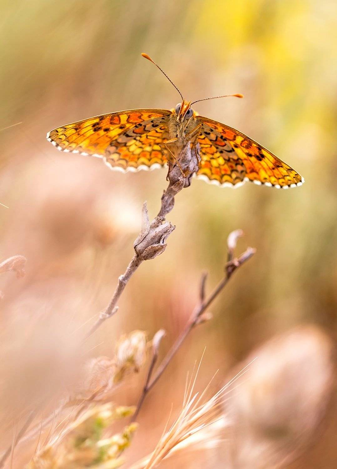 lepidoptera, Remus Moise