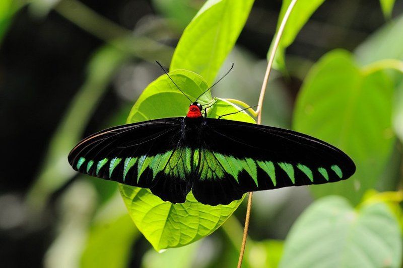 troides brookiana, трогоноптера брука, борнео, Трогоноптера Брука   Troides brookiana фото превью