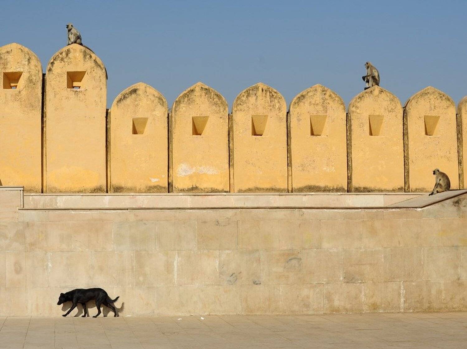 индия, дажйпур, Sergei Koultchitskii