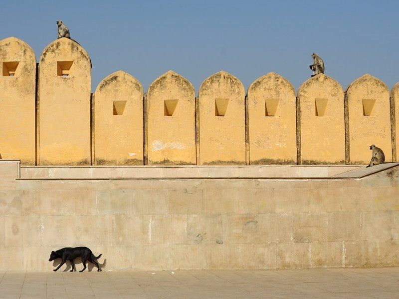 индия, дажйпур равнение на лево фото превью