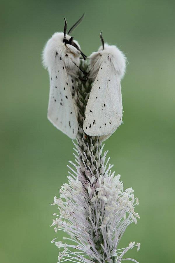 , Сергей Таланов