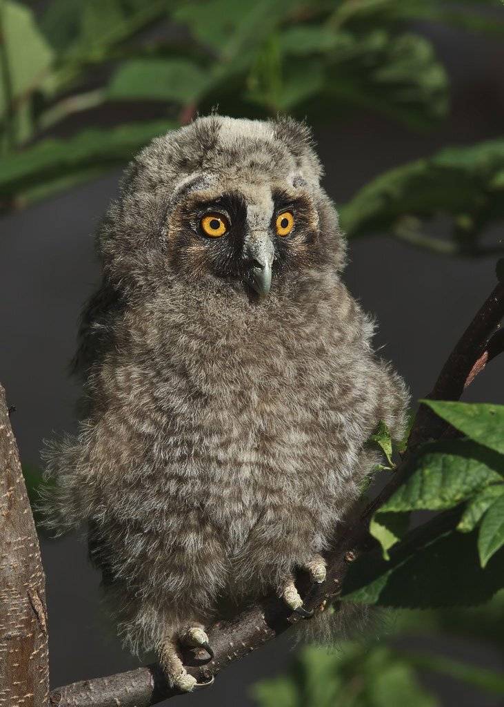 сова,слёток, Ляпустин Юра