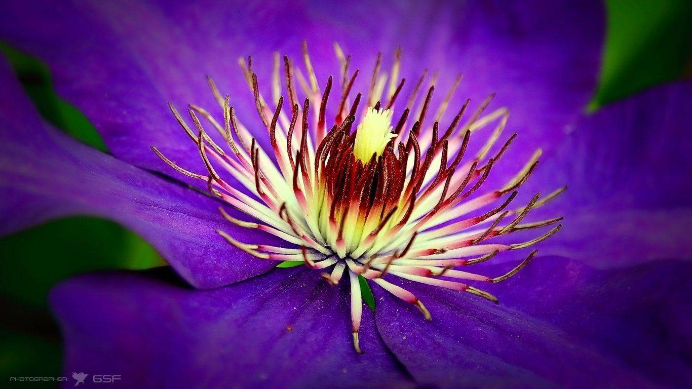 клематис, цветы, макро, Serj Master