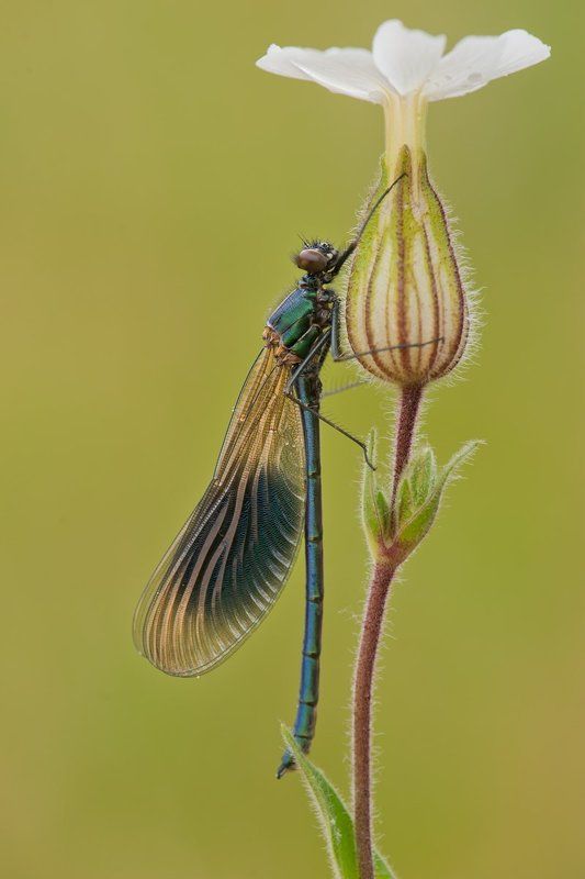 dragonflay фото превью