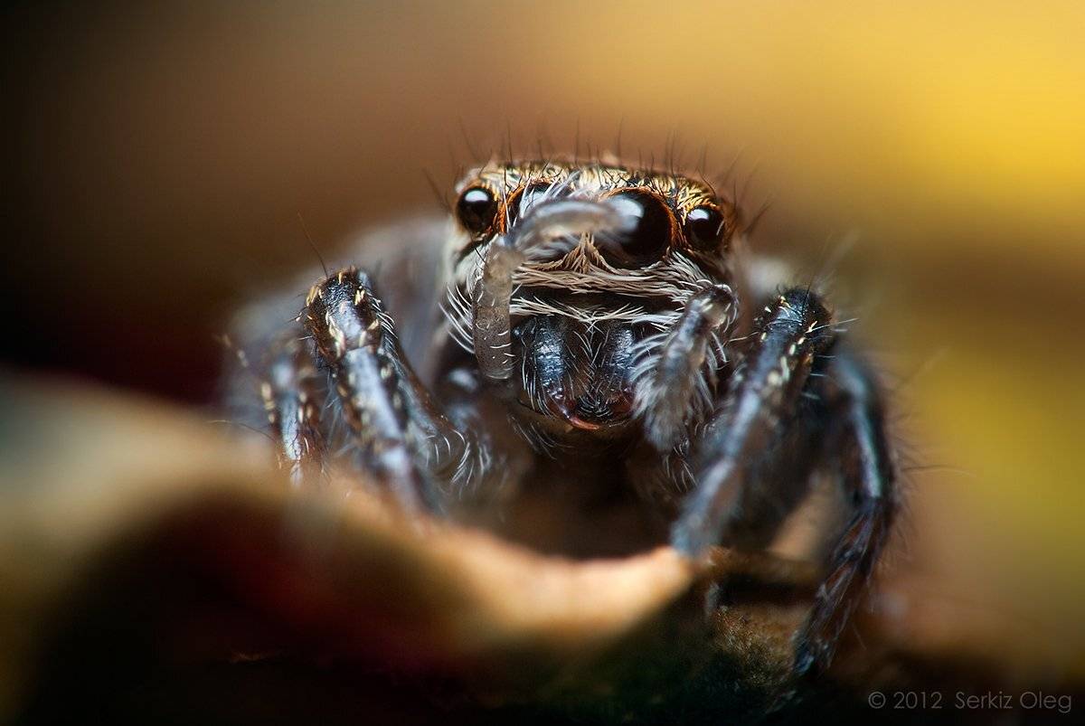 ukraine, eyes, nature, macro, cute, art, legs, face, close up, nikon d80, softbox, chernivtsi, extension tube, reflaction, macrophotography, salticidae, smal, diffuser, serkiz oleg, evarcha arcuata, олег серкиз, Oleg Serkiz