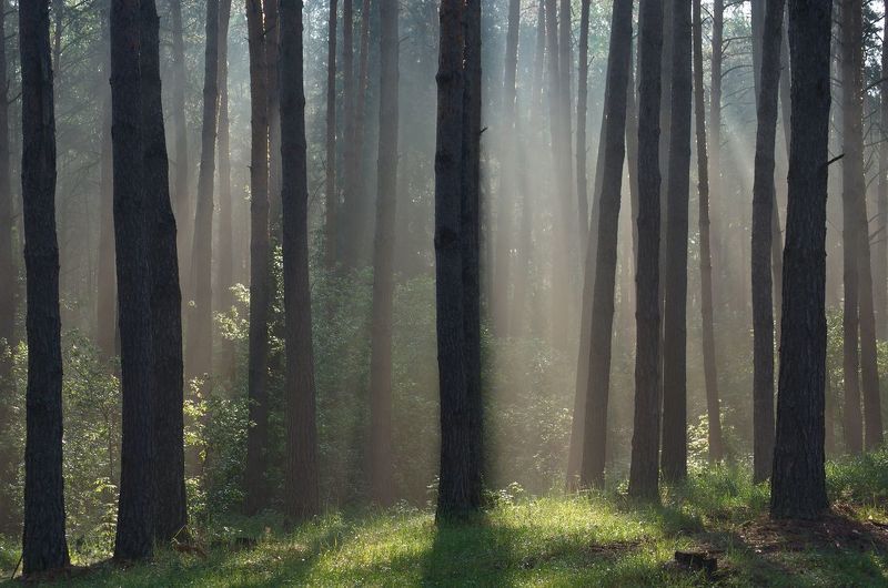 Утро в лесу фото превью