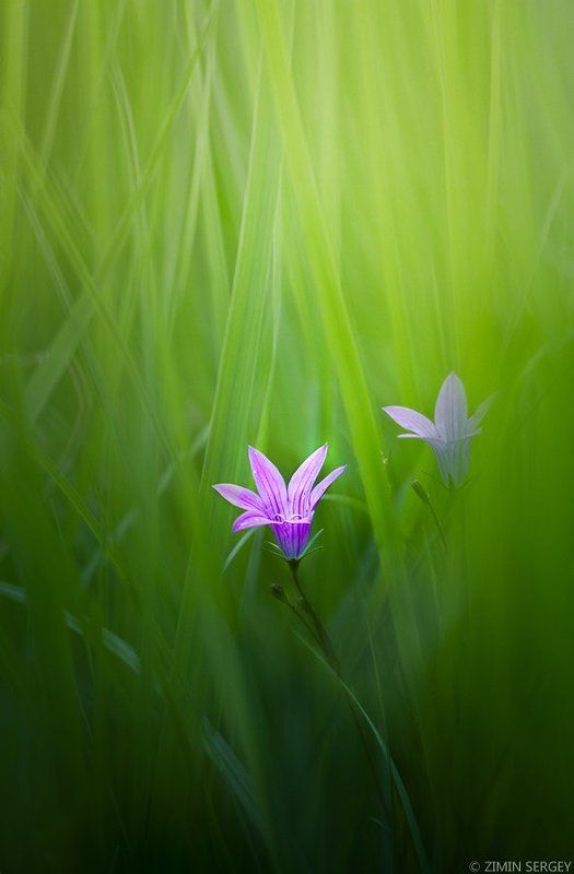 ... фото превью