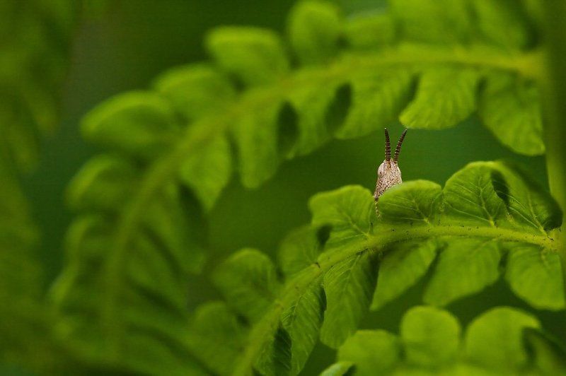 В папоротнике фото превью