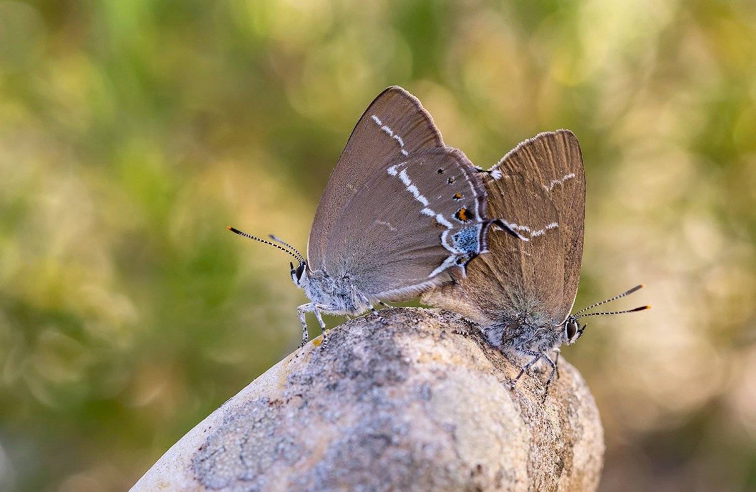 lepidoptera, Remus Moise