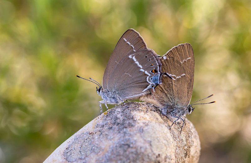 lepidoptera Working on a dream фото превью