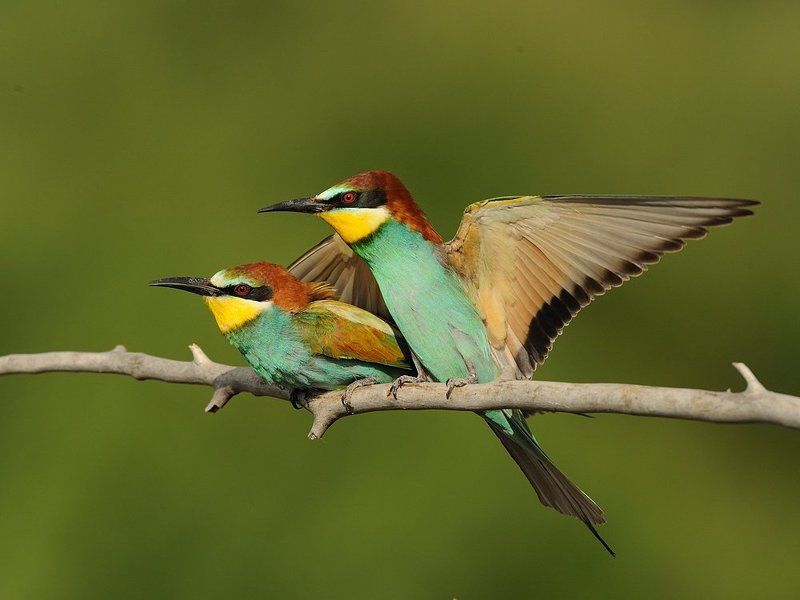 Щурки фото превью