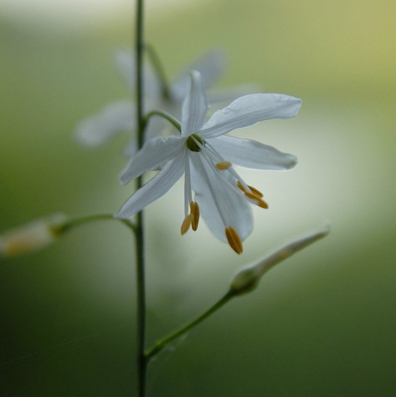 Ботаника и геометрия фото превью