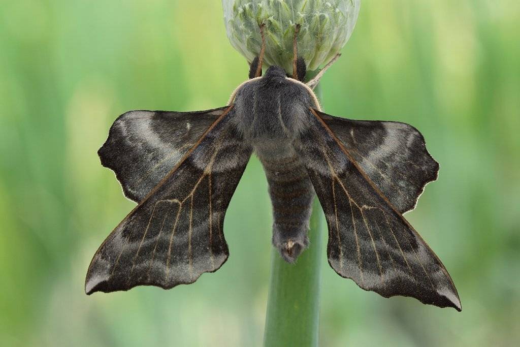 , Сергей Таланов