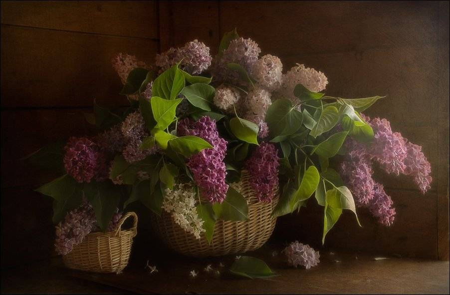 натюрморт, сирень, весна, El. G.