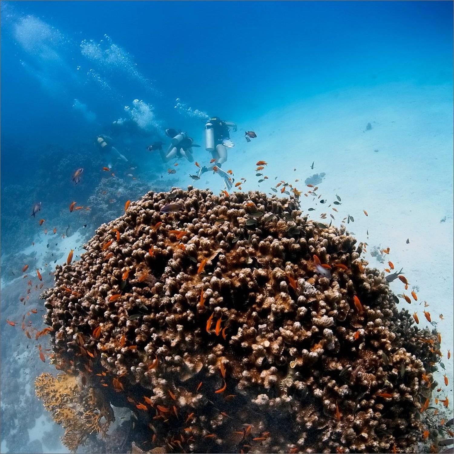 ебипет, Нетушки