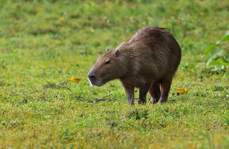 венесуэла, капибары Капибары фото превью