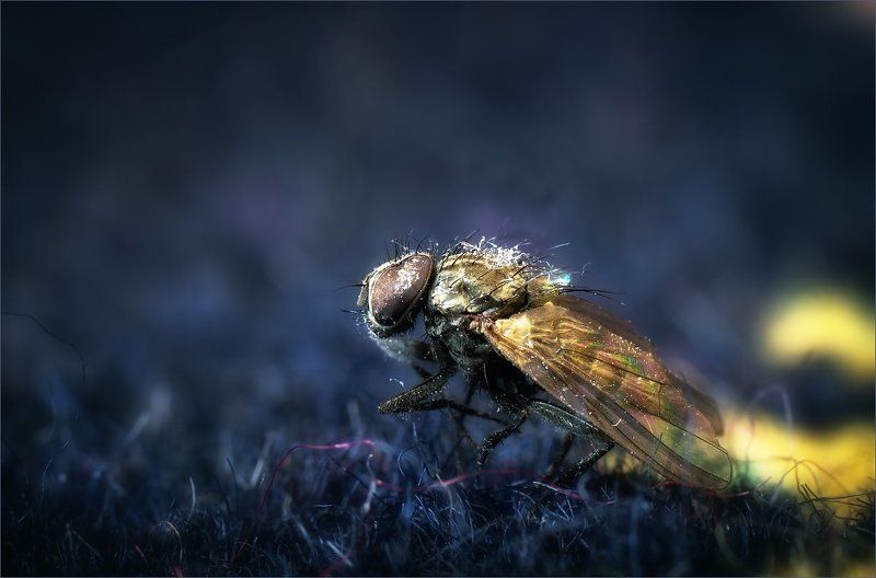 The last haven фото превью