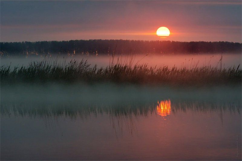 пейзаж, природа, рассвет, солнце, туман, утро, камыш Камышевый рассвет фото превью