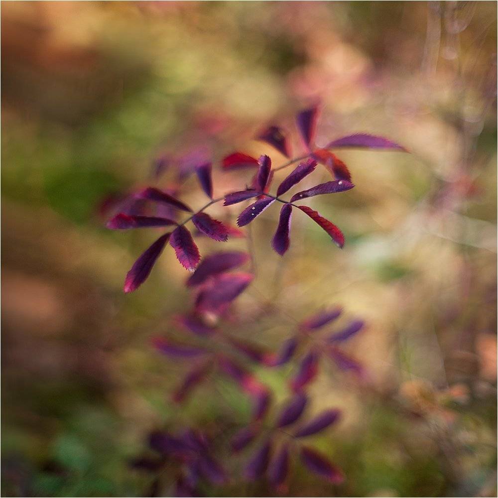 , Алексей Соловей