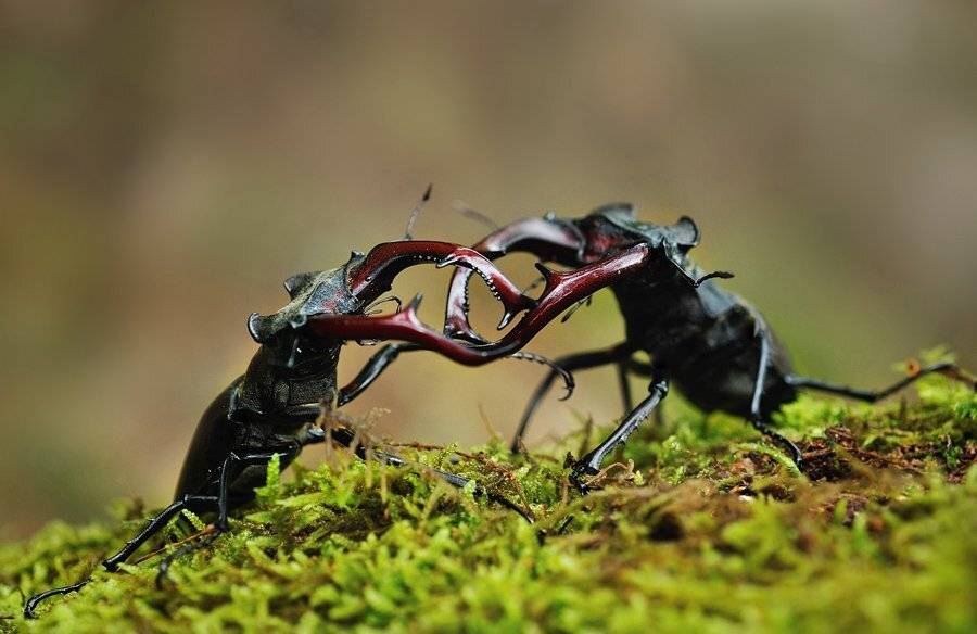 жук, олень, Kantsyrenko Sergey