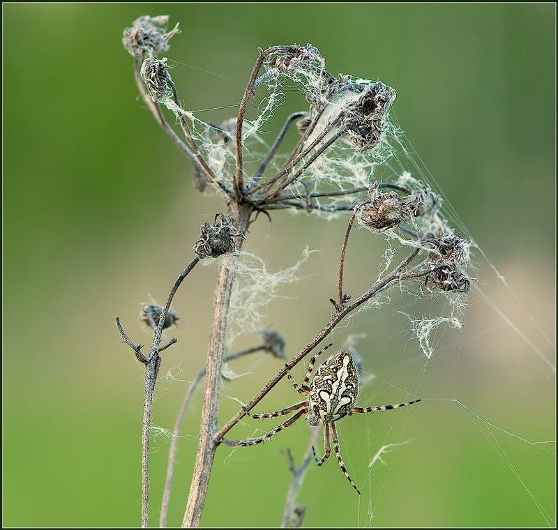 Тихая охота. фото превью