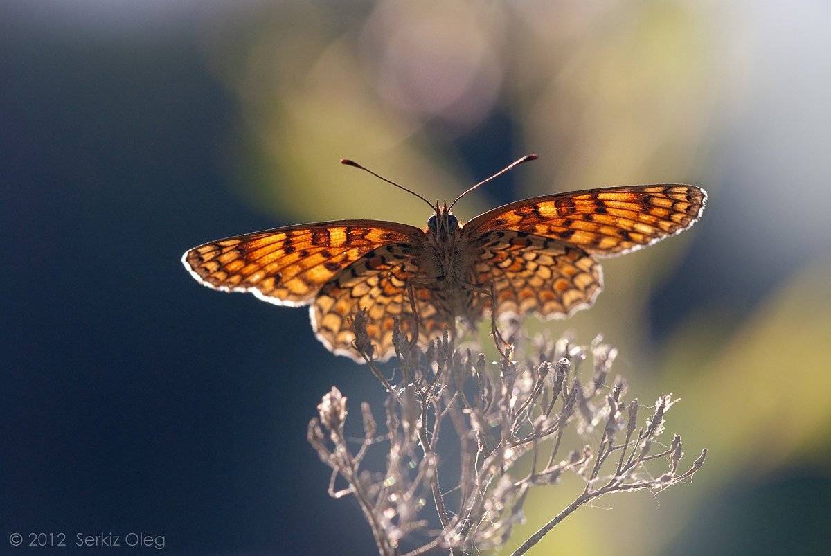 ukraine, nature, macro, blue, closeup, orange, butterfly, art, dark blue, nikon d80, chernivtsi, macrophotography, melitaea athalia, contrasting colors, serkiz oleg,олег серкиз, Oleg Serkiz