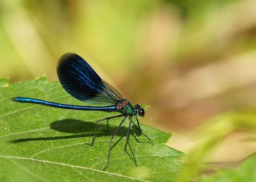 Красотка-девушка