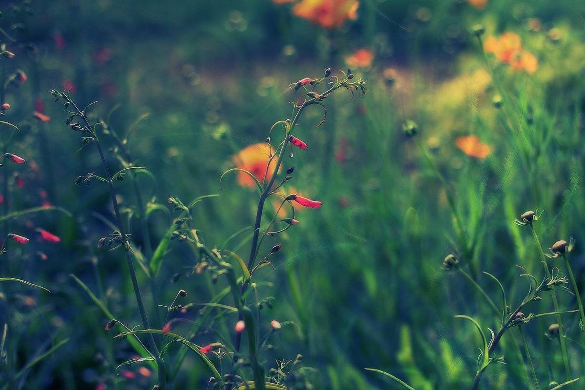 , Михаил  Пилипенко