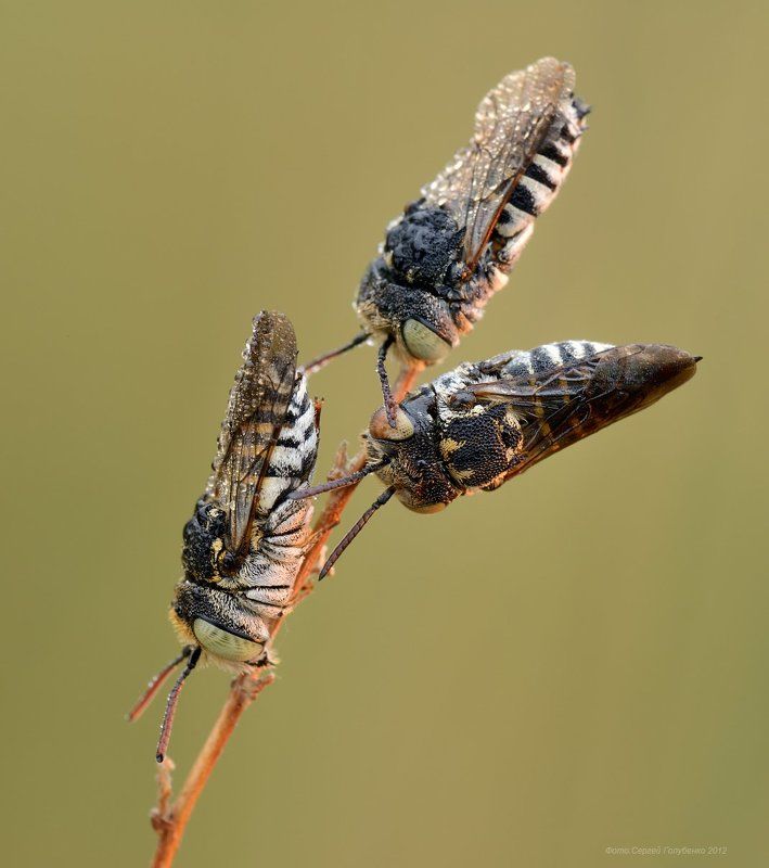 Трио фото превью