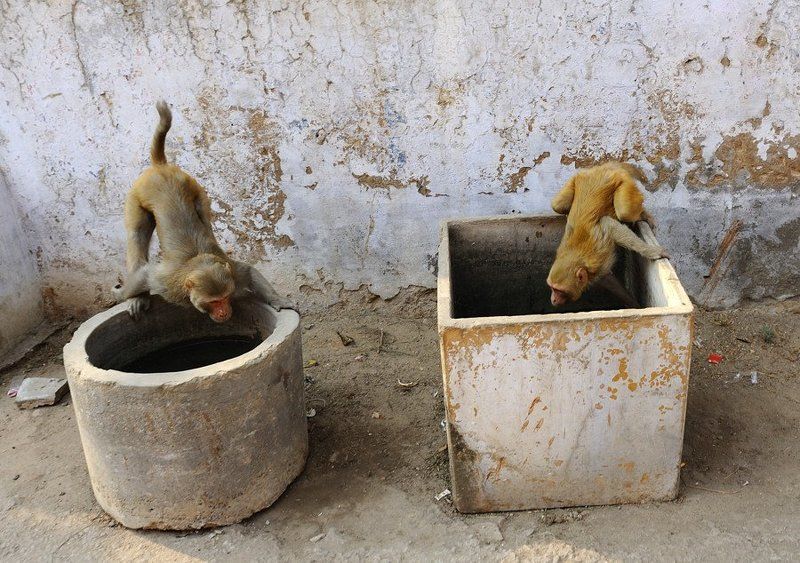 индия, матрышки Индия - мартышки фото превью