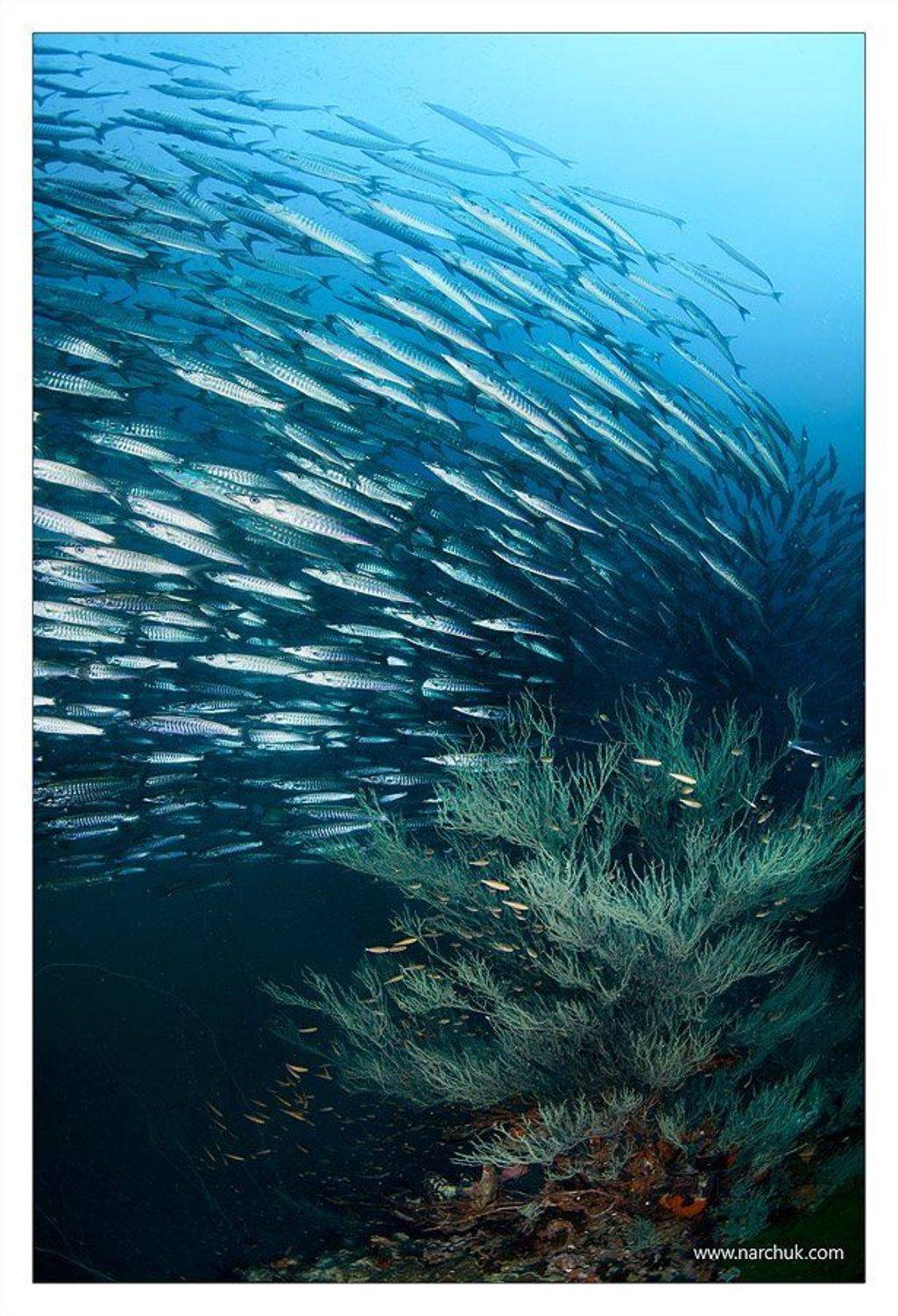 , Нарчук Андрей