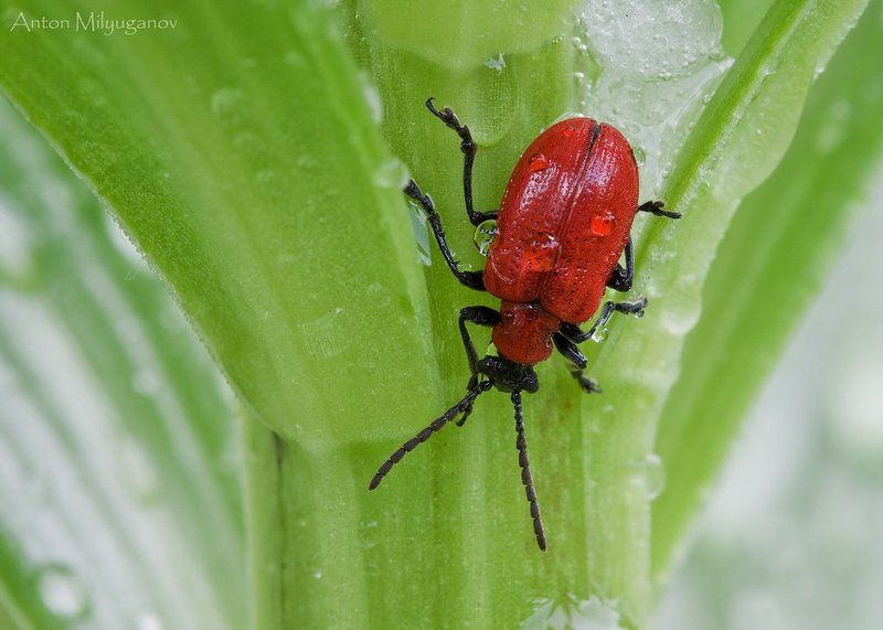 макро, насекомые, жук Трещалка лилейная (Lilioceris lilii) фото превью