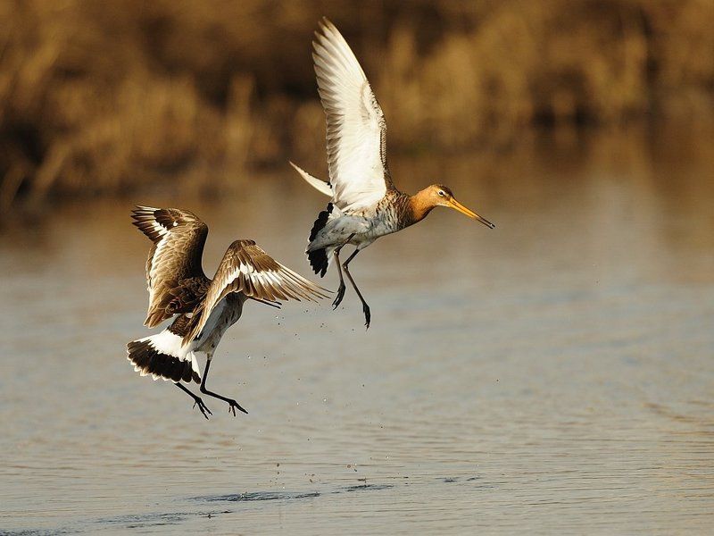 большой веретенник, южный урал, весна Разборки на болоте фото превью