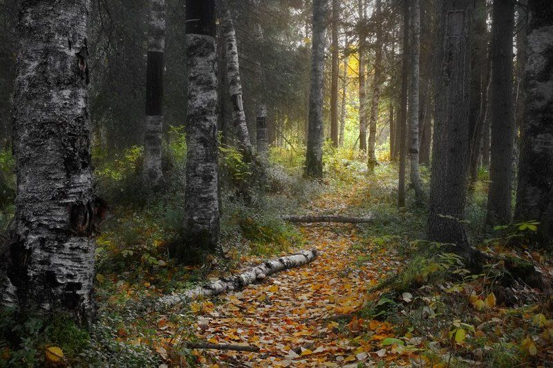 осень Ширшема фото превью