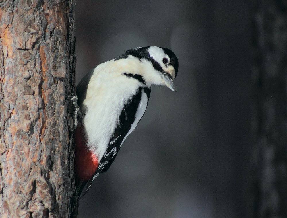 , Николай Морский