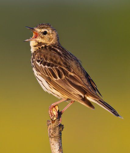 Лесной конёк