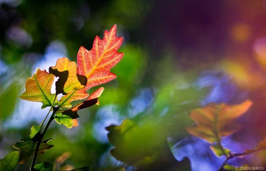 , Сергей Зимин