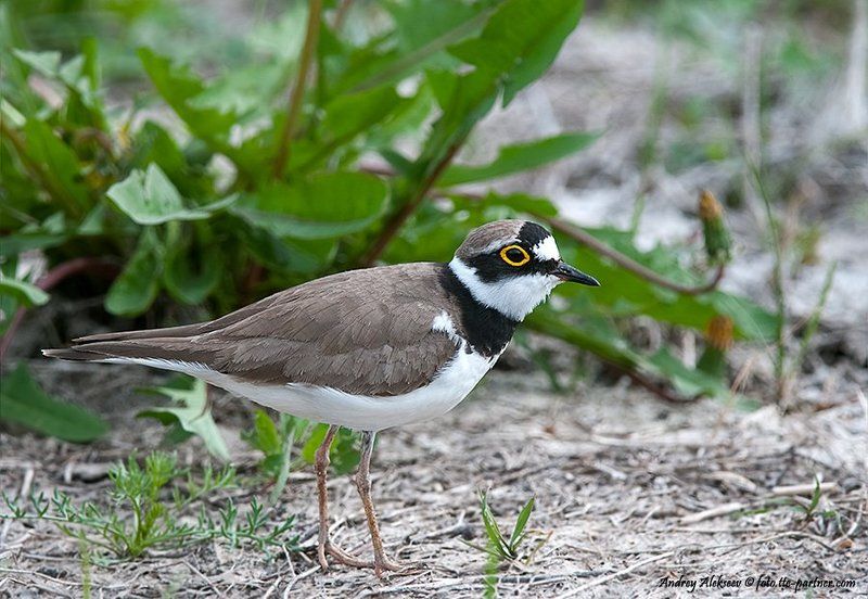малый зуёк, фотоохота Малый зуёк фото превью