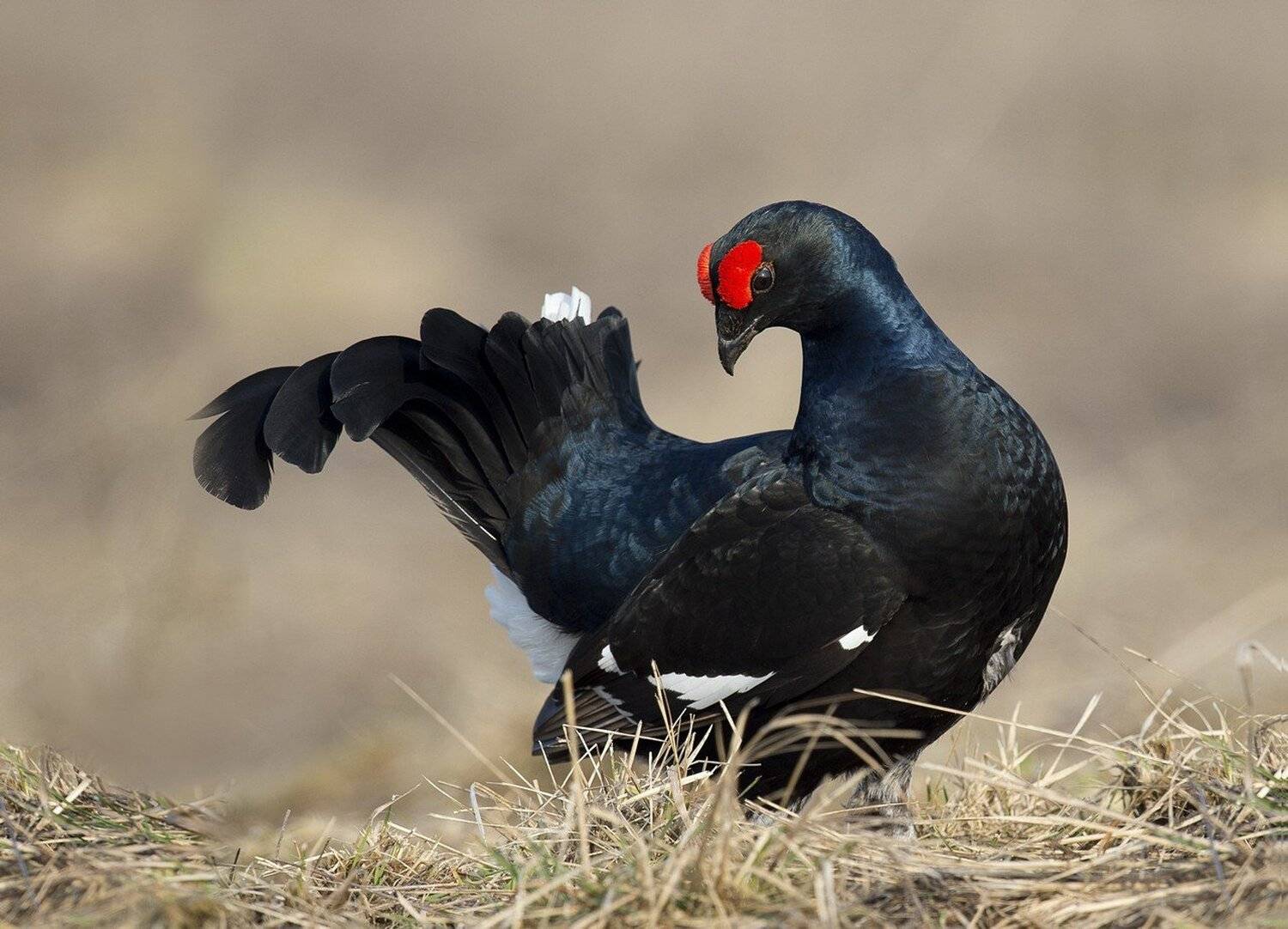 тетерев ,дикая природа , сергей иванов, Сергей Иванов