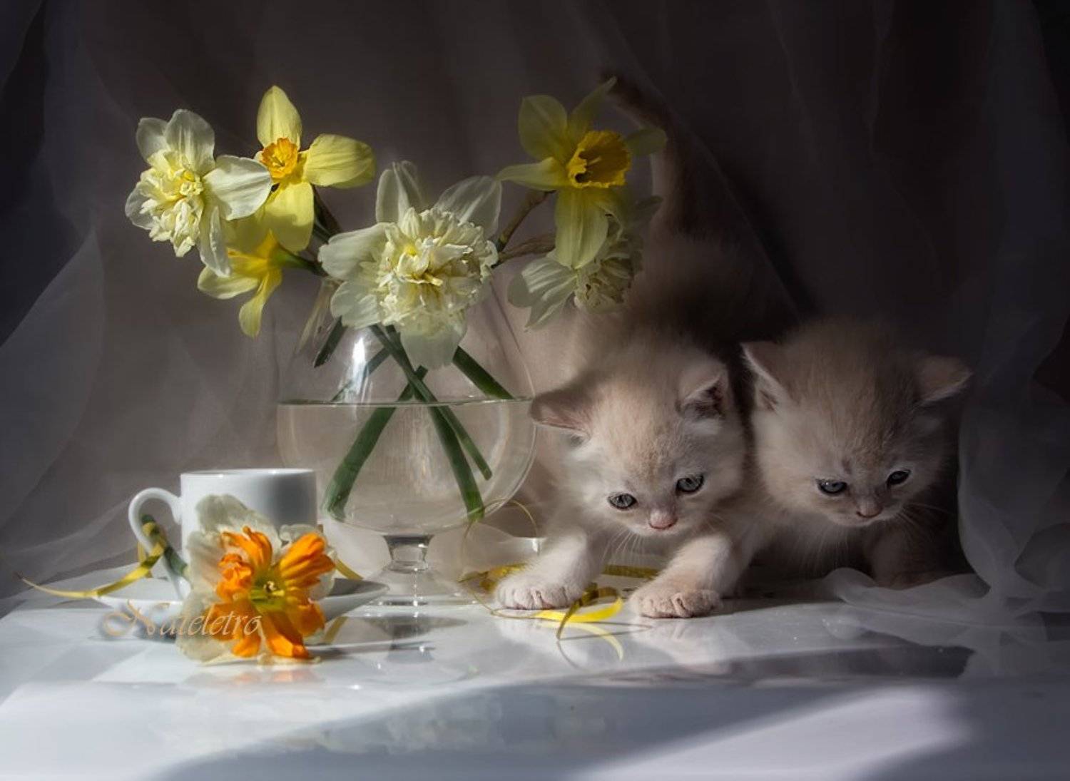 натюрморт, цветы, нарциссы, котята, Наталья Кузнецова (Nateletro)