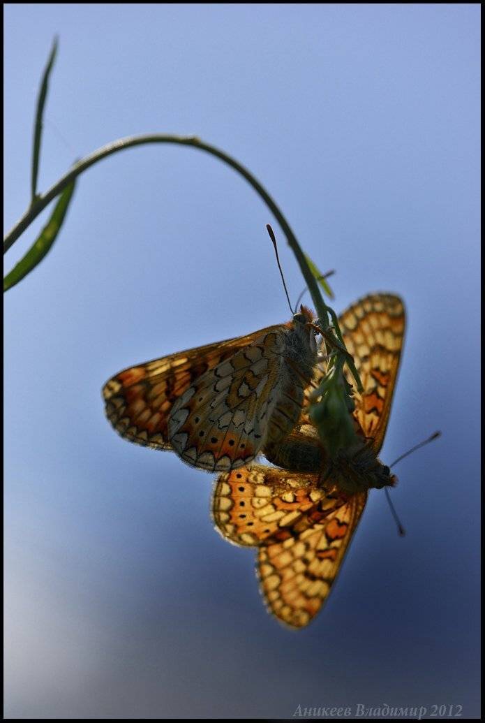 , Аникеев Владимир