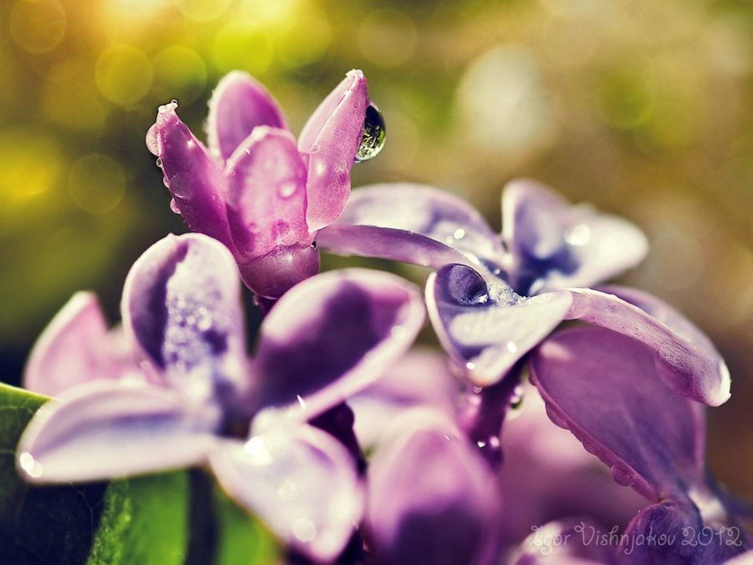 , Игорь Вишняков